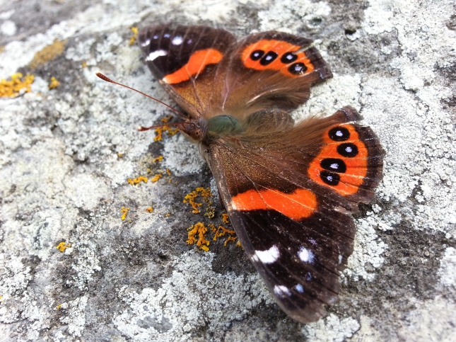 New Zealand red admiral